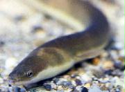 絶滅の危険が依然として高いニホンウナギ（マリンワールド海の中道提供）