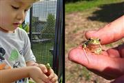 私の息子は虫が大好き。学校へ行く途中やお散歩中など、カエルやカマキリなどを見つけて、すかさず捕まえています。提供：筆者