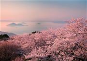 米紙ニューヨーク・タイムズの電子版に掲載された紫雲出山の桜の写真（三豊市観光交流局提供）