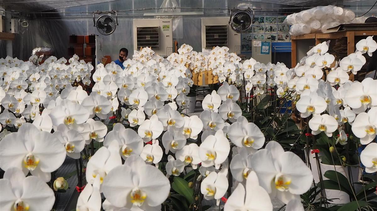 知的障害者が育てた、大輪の胡蝶蘭が出荷を待つハウス。壮観な光景だ＝千葉県富津市のＡｌｏｎＡｌｏｎ（重松明子撮影）