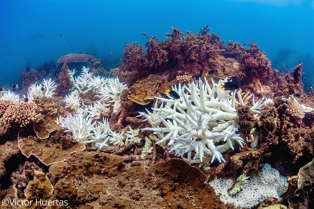 豪が国挙げてサンゴ礁の白化修復 大学など研究機関がプロジェクト Sankeibiz サンケイビズ 自分を磨く経済情報サイト