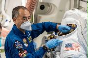 感染対策をして船外活動の訓練を行う野口聡一さん＝６月（ＪＡＸＡ・ＮＡＳＡ提供）