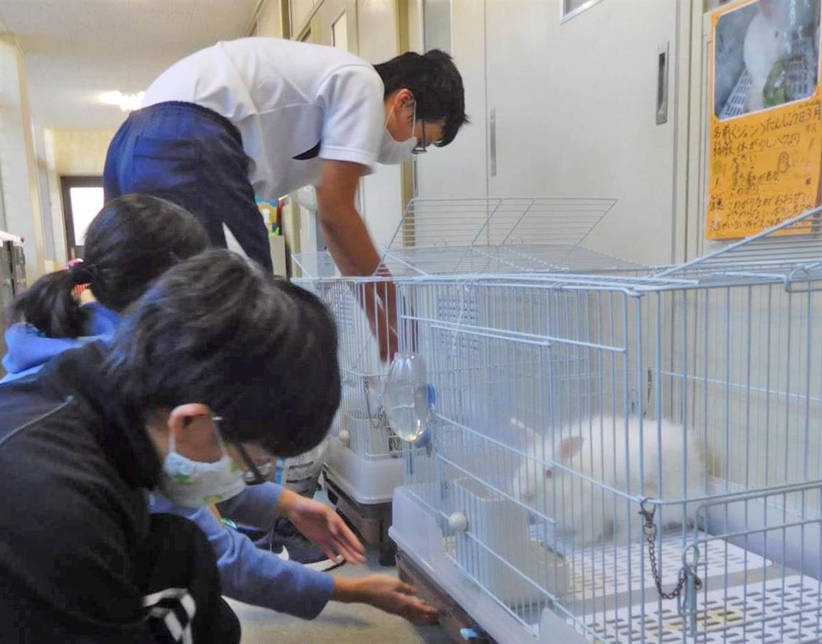 減り続ける学校ウサギ 先生の働き方改革で世話が負担に Sankeibiz サンケイビズ 自分を磨く経済情報サイト