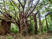 宇多良炭坑の遺構で、石炭を運ぶトロッコが走ったレールの支柱。ジャングルにのみ込まれつつある