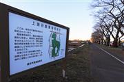海軍道路の沿道に桜並木が続く。この付近を「上瀬谷ライン」（仮称）が通る（SankeiBiz編集部）