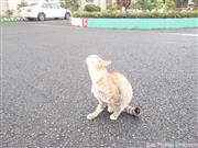 人に慣れた猫が放し飼いで参詣者を出迎えてくれるのもタイっぽい