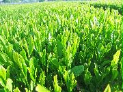 新たに品種登録された茶の新品種「さやまあかり」（埼玉県茶業研究所提供）