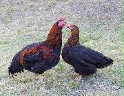 群馬県がＰＲを強化する上州地鶏（県提供）