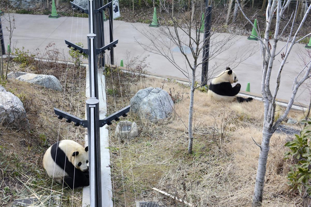 上野動物園でパンダ4年ぶり交尾 シャンシャンに続く子供の誕生に期待 Sankeibiz サンケイビズ 自分を磨く経済情報サイト