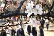 東京・靖国神社の標本木の桜が開花し、東京都の桜の開花が宣言された。開花している靖国神社の桜＝１４日午後、東京都千代田区（佐藤徳昭撮影）