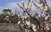 寒空の下、咲き誇る大阪城公園の梅＝２月３日、大阪市中央区（沢野貴信撮影）