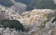 「一目千本」と称され、満開になるとピンクに色づく吉野山＝平成３０年４月、奈良県吉野町（本社ヘリから、沢野貴信撮影）　