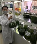 培養中の温泉微生物「ＲＧ９２」を手にもつサラビオ温泉微生物研究所の宮田光義・中央研究所所長＝大分県別府市