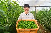 宮崎県はピーマンの生産量で全国2位、キュウリで1位など全国トップクラスの産地だ