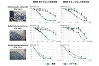 図　発酵試験におけるブドウ糖・果糖の消費プロファイル　試験開始時（０時間）の糖類存在量を１００％として、ブドウ糖・果糖が発酵液中で徐々に消費されていく様子が分かる。左の３つのグラフはブドウ糖・果糖をそれぞれ単独で酵母に与えた場合、右の３つのグラフはブドウ糖・果糖を混合して酵母に与えた場合の変化を示す。Ｓａｃｃｈａｒｏｍｙｃｅｓ　ｃｅｒｅｖｉｓｉａｅ（下段）と比べて、Ａｍｂｒｏｓｉｏｚｙｍａ　ｐｌａｔｙｐｏｄｉｓ上段）とＣｙｂｅｒｌｉｎｄｎｅｒａ　ａｍｅｒｉｃａｎａ（中段）では糖類を単独で与えた場合に果糖をより消費した。また、果糖が同時に存在することで、ブドウ糖の消費が活性化することも分かった。シンボル（□、〇）上下のバーは標準偏差を、アスタリスク（＊）はブドウ糖の値と果糖の値の間に有意差があることを表す