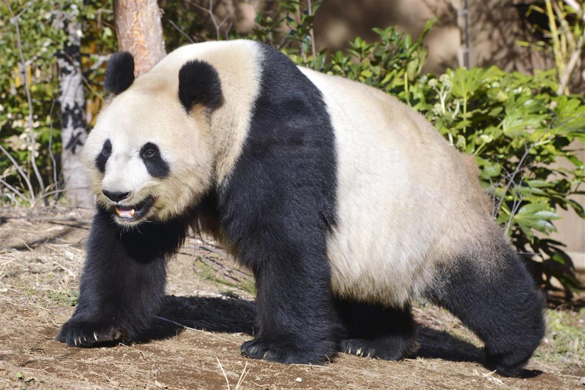 上野動物園のパンダ シンシン が双子を出産 性別は不明 Sankeibiz サンケイビズ 自分を磨く経済情報サイト