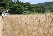 岡山県特産のパン用小麦「せときらら」の収穫。今年は豊作という＝岡山県津山市綾部（高田祐樹撮影）