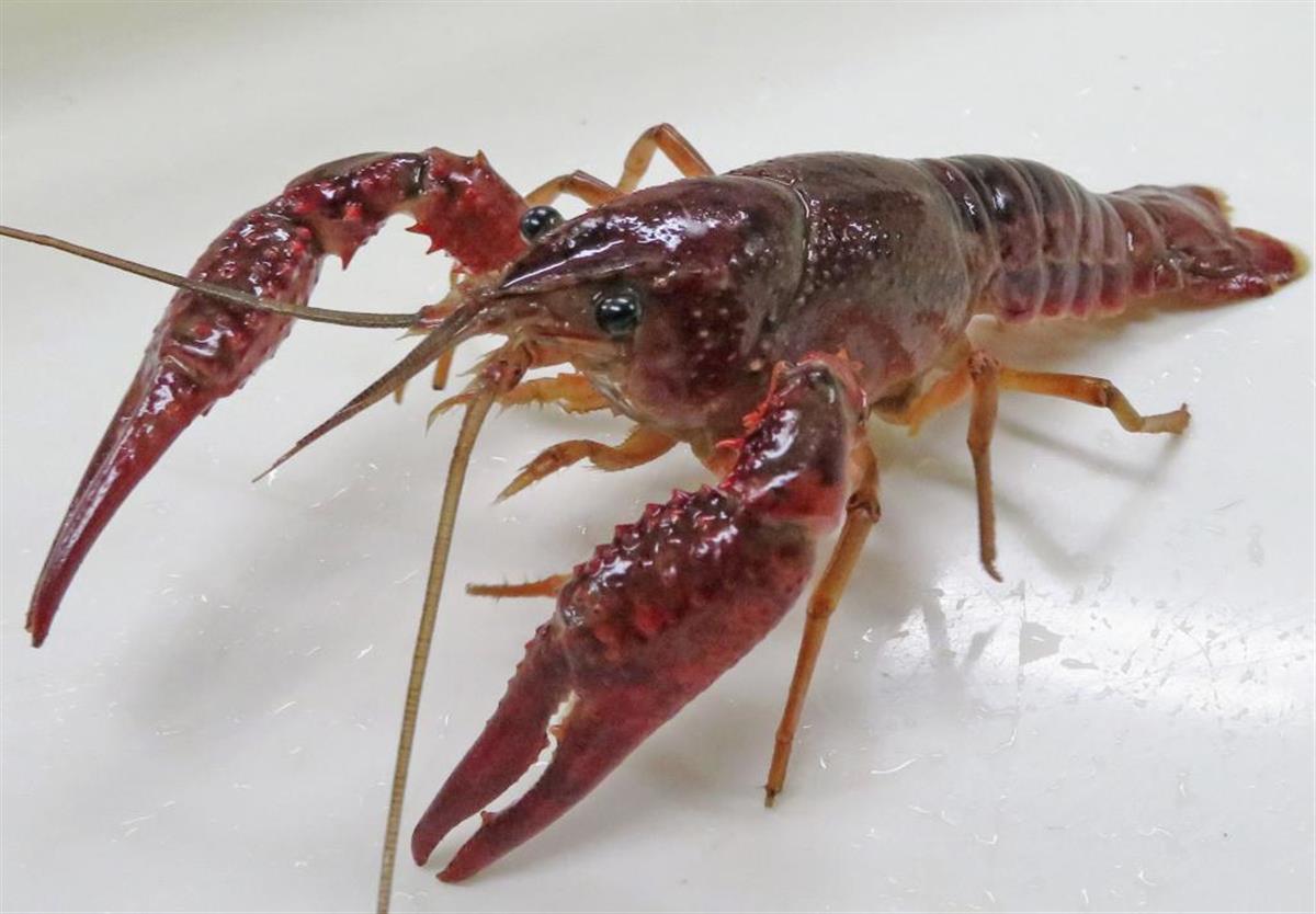 アメリカザリガニ ミドリガメ 外来種の規制提言 環境省 Sankeibiz サンケイビズ 自分を磨く経済情報サイト