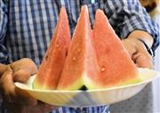 甘くてみずみずしい比良すいか＝大津市