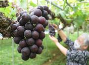 たわわに実ったピオーネ＝和歌山県かつらぎ町