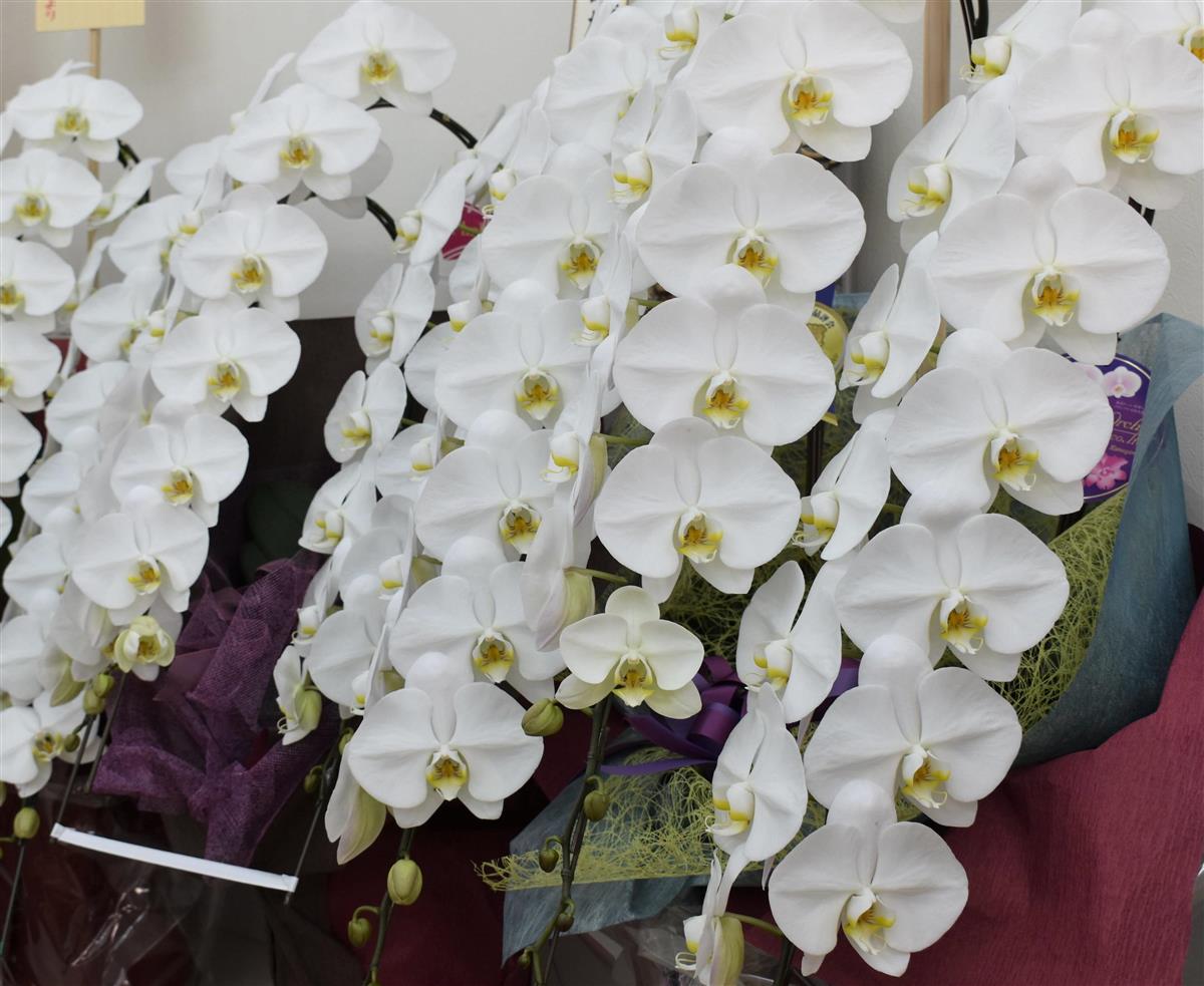 祝いの定番 胡蝶蘭 組閣 総選挙で需要増 Sankeibiz サンケイビズ 自分を磨く経済情報サイト