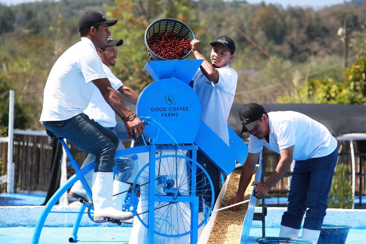 トレーサビリティが担保されていない複数の農家がコーヒーチェリーを持ち寄る大量生産の場では、果皮が硬い実も混ざっているため実が割れないように緩衝材として大量の水が必要となるが、GOOD COFFEE FARMSでは完熟したチェリーのみを厳選して摘むため水を使用する必要がない