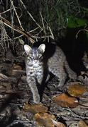 西表島に生息する国の特別天然記念物イリオモテヤマネコ。カメラに気づくと一瞬、鋭い目つきで見つめ立ち去った＝沖縄県竹富町