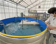 サバの稚魚に餌を与える入浴施設「おふろｃａｆｅ　白寿の湯」の吉田健一郎支配人＝８日午後、埼玉県神川町（中村智隆撮影）