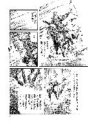 『ビジャの女王』