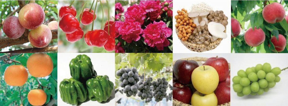 長野県中野市は、懐かしい自然を残しつつ、常に時代に先駆けて新しいおいしさに挑戦する農業の先進地として知られています。 