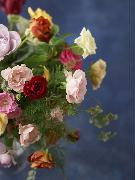 しなやかさと強さをもつ「フレッシュローズ」