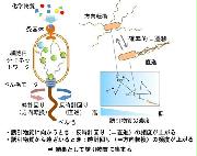 バクテリアの走化性