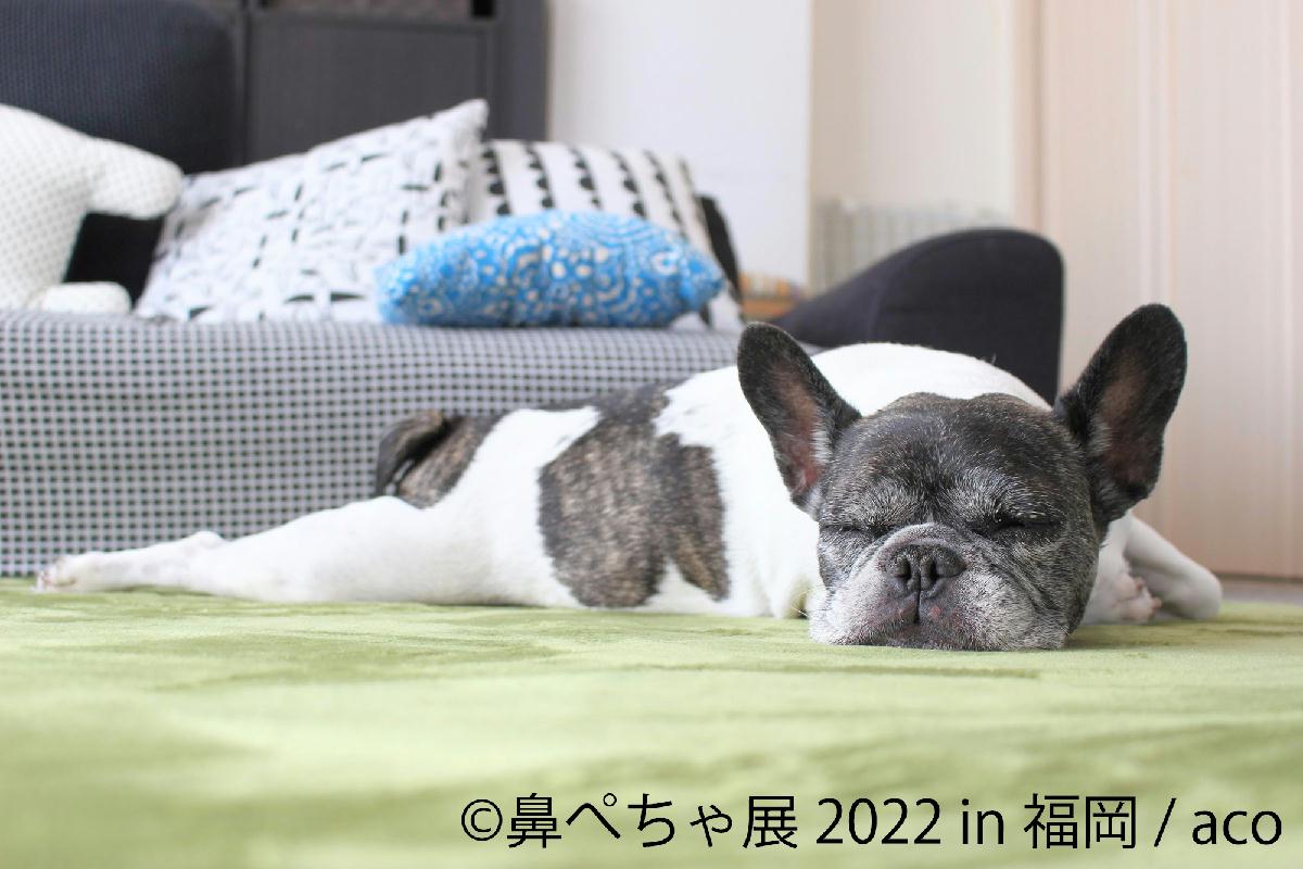 福岡初 パグ シーズーなど ぶひカワ 鼻ぺちゃ犬作品大集結 鼻ぺちゃ展 22 In 福岡 4 2 開催 限定グッズや先着特典も Sankeibiz サンケイビズ 自分を磨く経済情報サイト