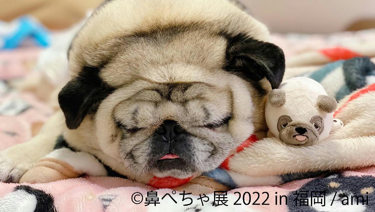 福岡初 パグ シーズーなど ぶひカワ 鼻ぺちゃ犬作品大集結 鼻ぺちゃ展 22 In 福岡 4 2 開催 限定グッズや先着特典も Sankeibiz サンケイビズ 自分を磨く経済情報サイト