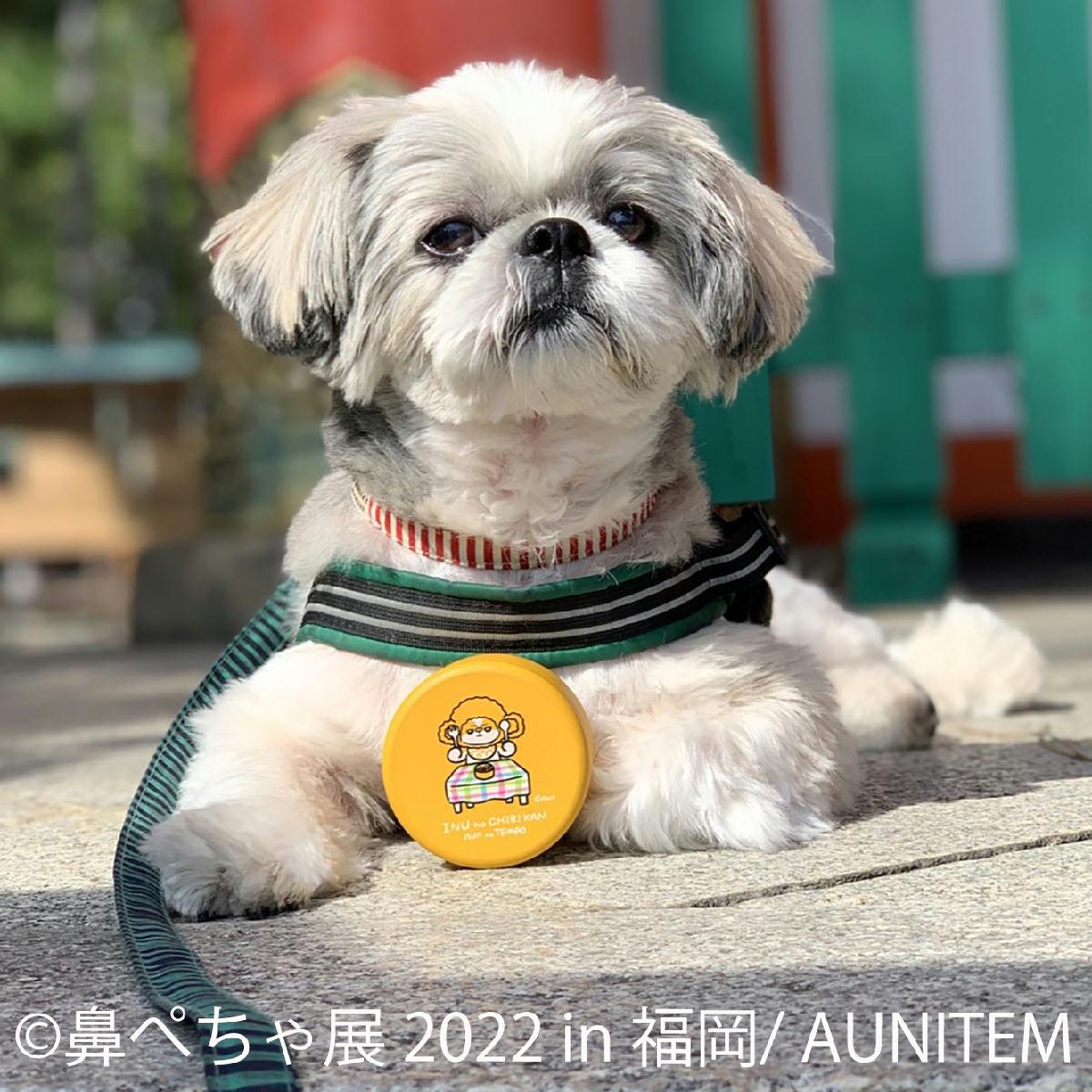 福岡初 パグ シーズーなど ぶひカワ 鼻ぺちゃ犬作品大集結 鼻ぺちゃ展 22 In 福岡 4 2 開催 限定グッズや先着特典も Sankeibiz サンケイビズ 自分を磨く経済情報サイト