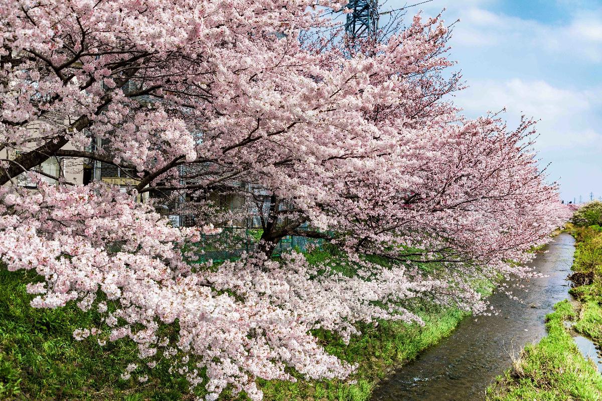 町田で春を感じる まちだでさくらさんぽ 22町田さくらめぐり公式ガイドブック を配布中 Sankeibiz サンケイビズ 自分を磨く経済情報サイト