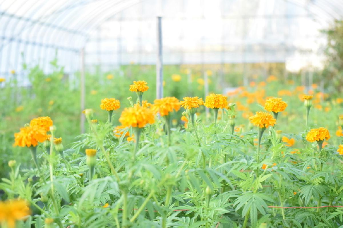 花のサブスクリプションサービス ハナノヒ365days の新コース 花農家のこだわり便 生産者こだわりの花を毎月 最良の開花状況に合わせてお届け4月1日 金 申込受付開始 Sankeibiz サンケイビズ 自分を磨く経済情報サイト